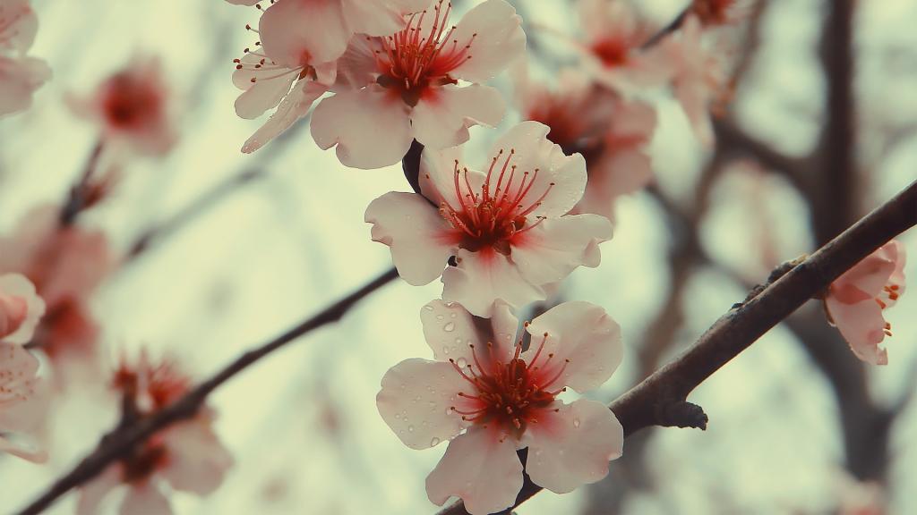 各色各样的娇花