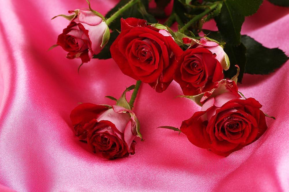 情人节花,浪漫鲜花传情