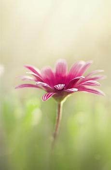 朦胧美清新花卉合集-2