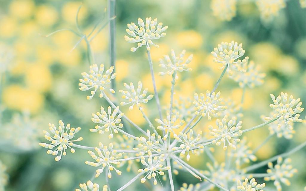 夏季小清新写真