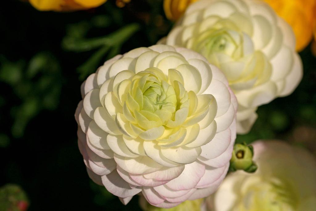 花毛茛(又称芹菜花和波期毛茛)特写