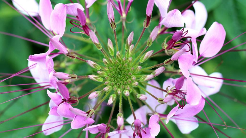 柔美醉蝶花壁纸，喜新厌旧是人的天性，让你常年累月的看着同一款桌面壁纸，难免会产生视觉疲劳，这时换一款新的壁纸是不是你迫切的需要呢？
