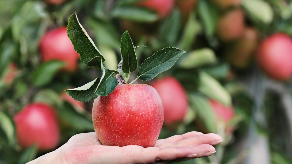 蔷薇科果实苹果