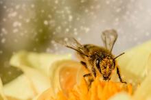 清新可爱的蜜蜂