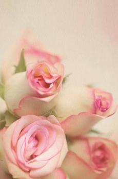 唯美鲜花高清摄影-2