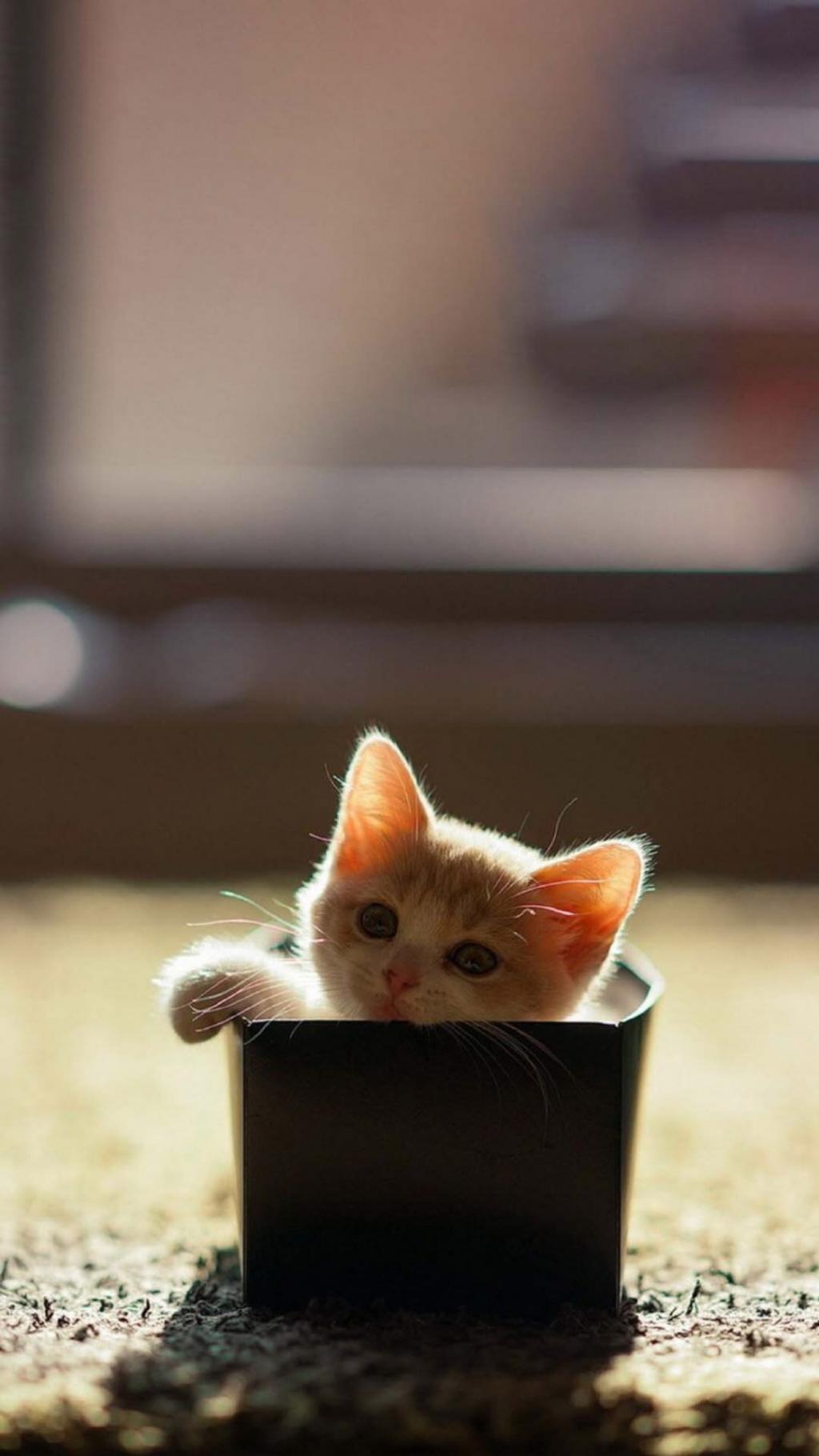 软萌小猫咪特写