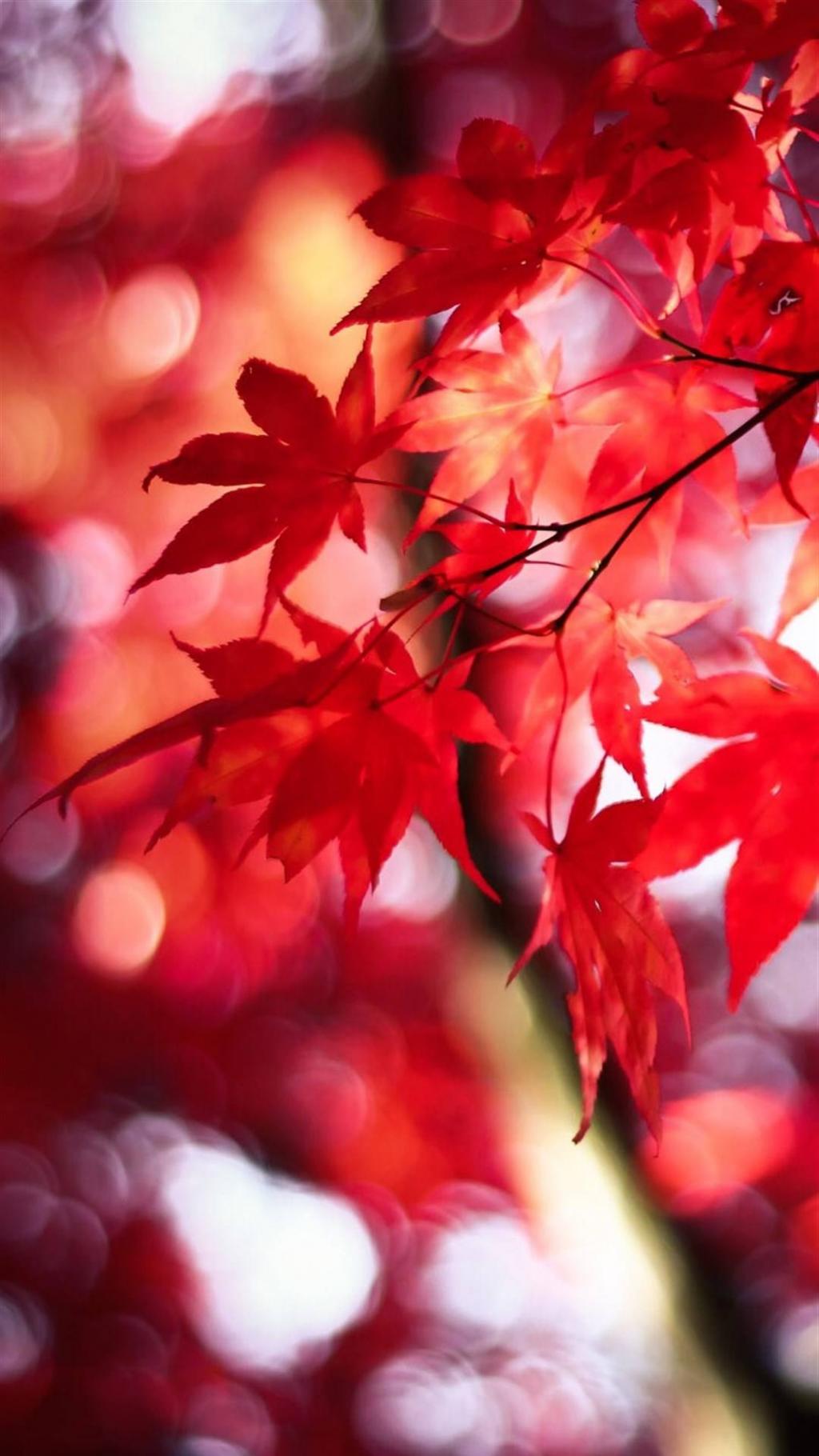 停车坐爱枫林晚