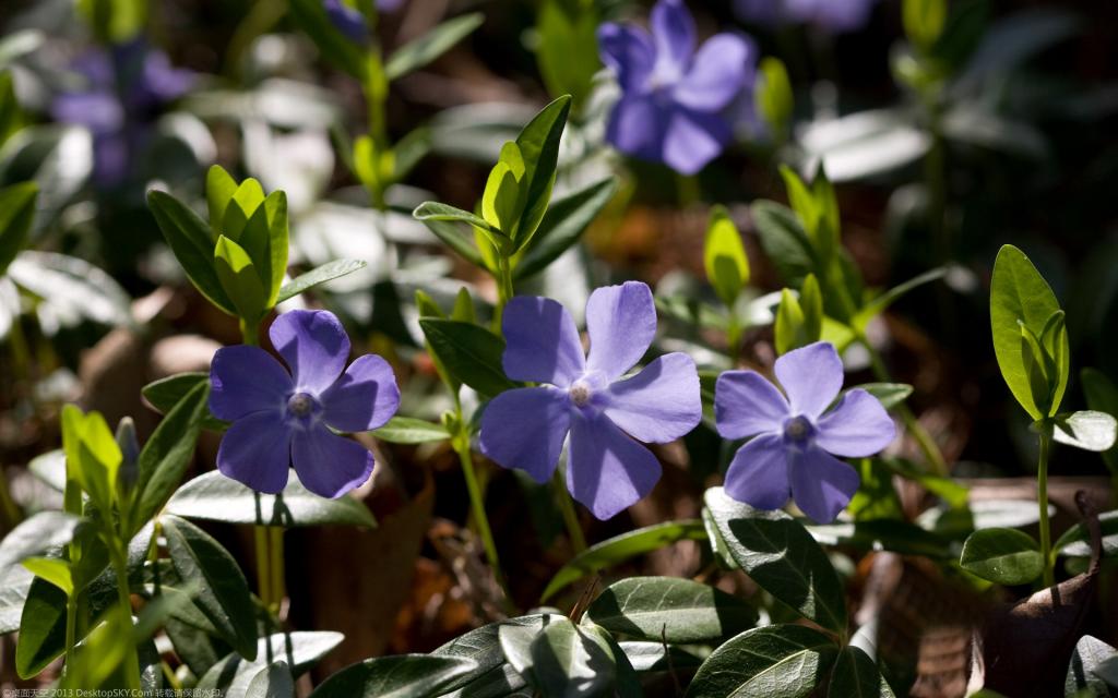 美丽的长春花