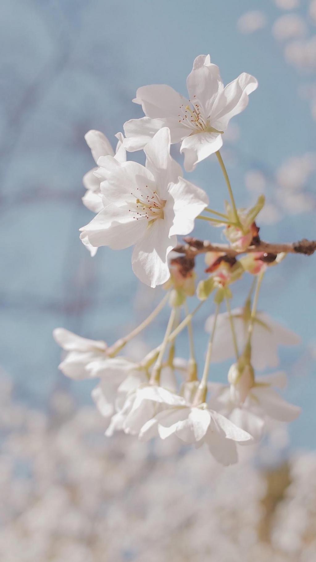 春分十里,只为等樱来