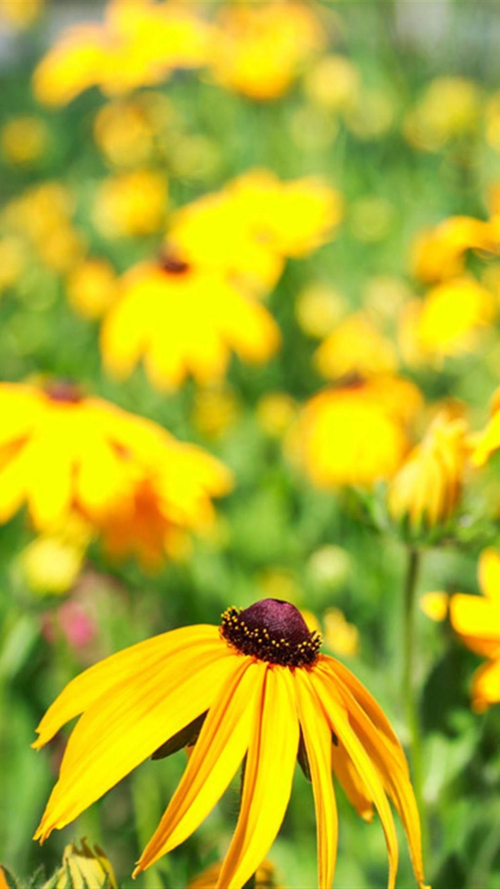 明亮活泼向阳花