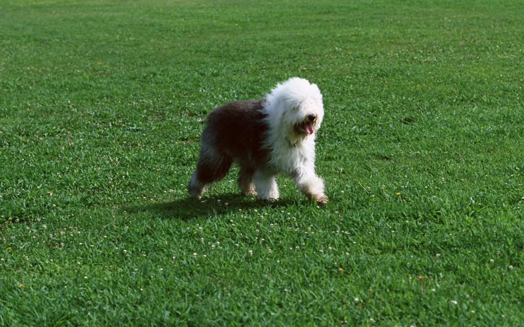 宠物小狗草地玩耍