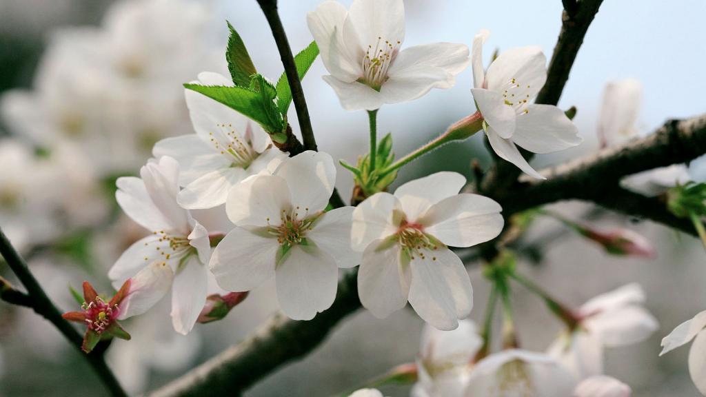 樱花花语(除你之外,别无他爱)