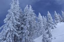 冬天来了，怎么能少了雪松