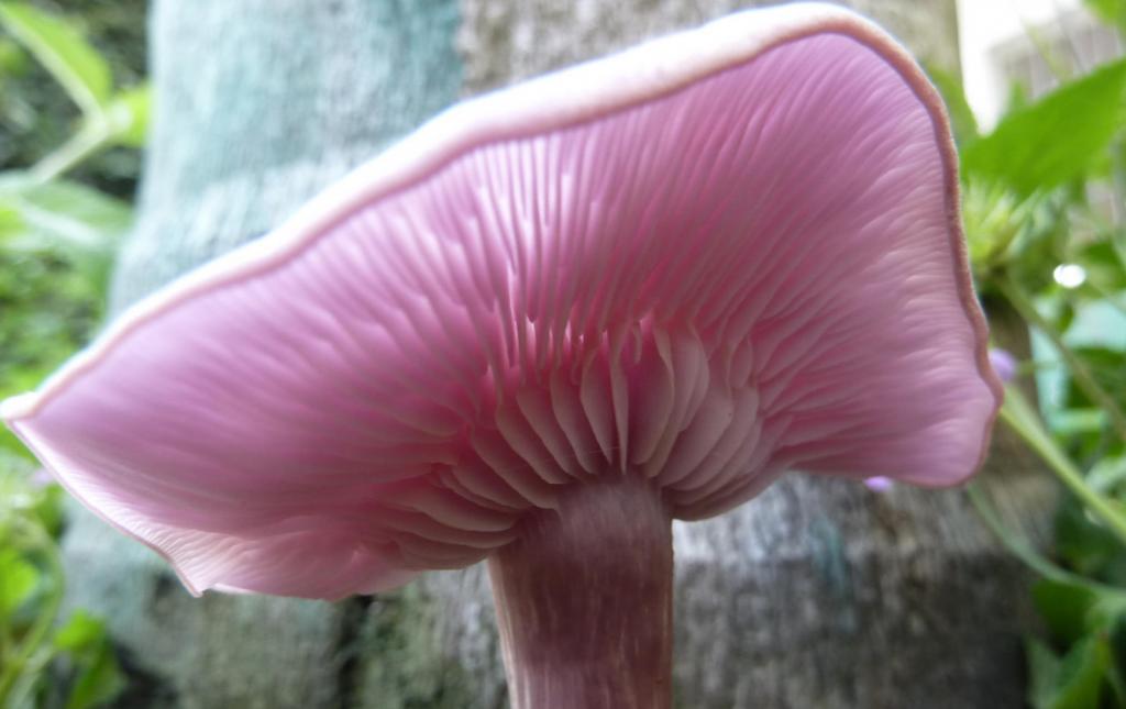 野生菌类蘑菇