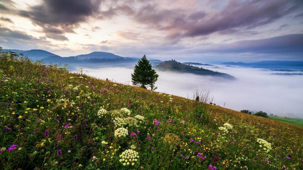 森林起雾唯美风景写真