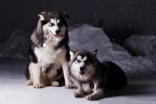 帅气个性的阿拉斯加