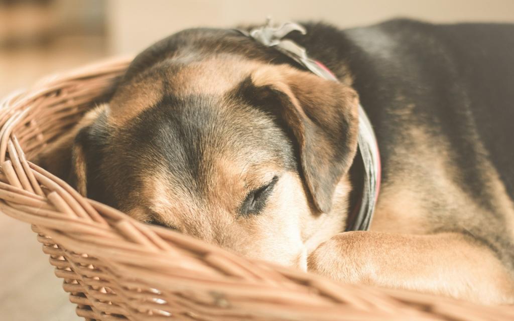 趴着睡觉的狗狗