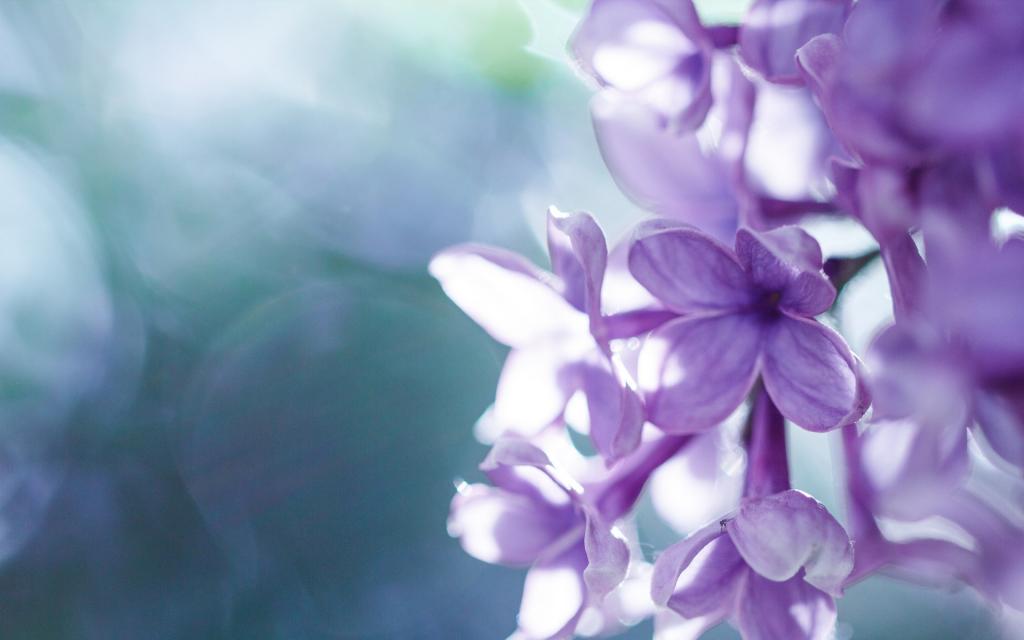 淡淡的紫丁香