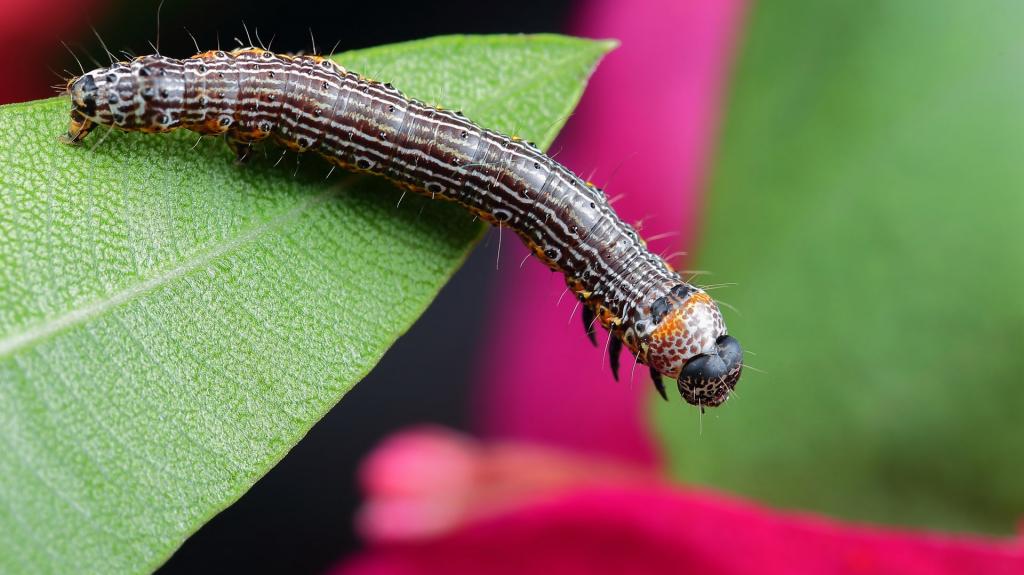 蠕动的毛毛虫图片壁纸,喜新厌旧是人的天性,让你常年累月的看着同一款