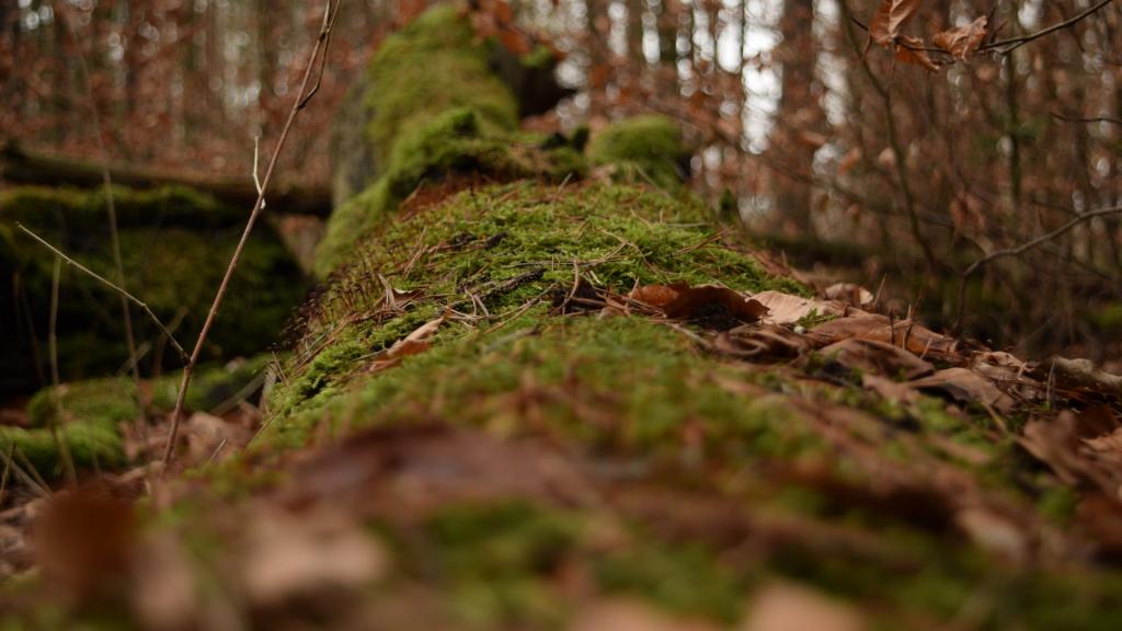 绿色苔藓植物图片