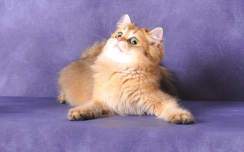 小猫咪的可爱模样