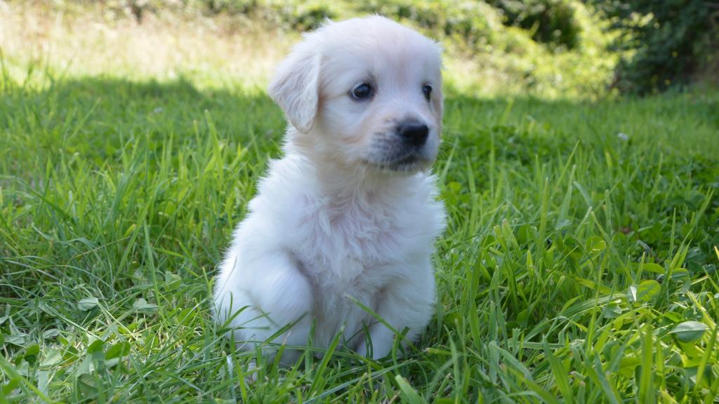 不一样的白色金毛