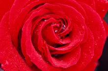 爱情大红玫瑰花