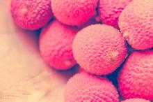 又到荔枝成熟时