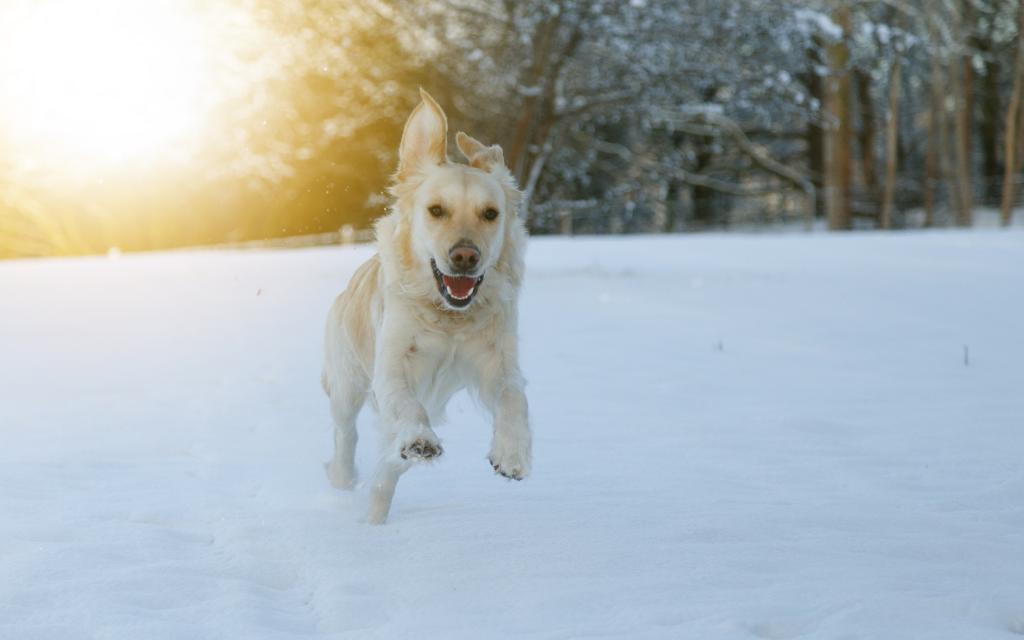可爱在狗狗在雪中漫步