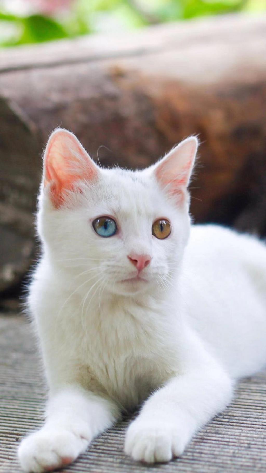 遇见呆萌的小猫咪