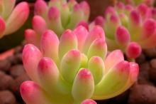 肉肉植物特写图片