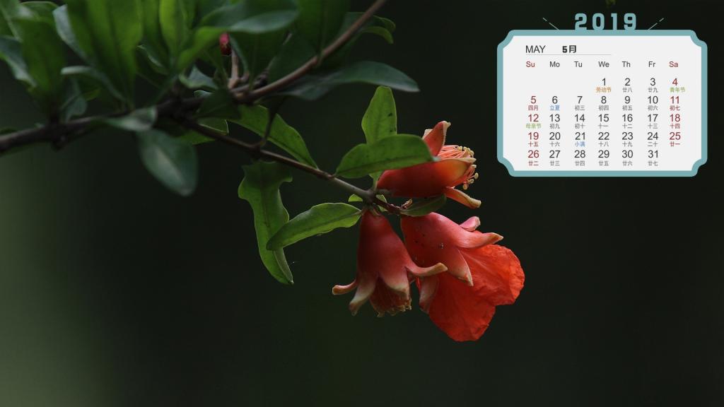 2019年5月艳红似火的石榴花日历