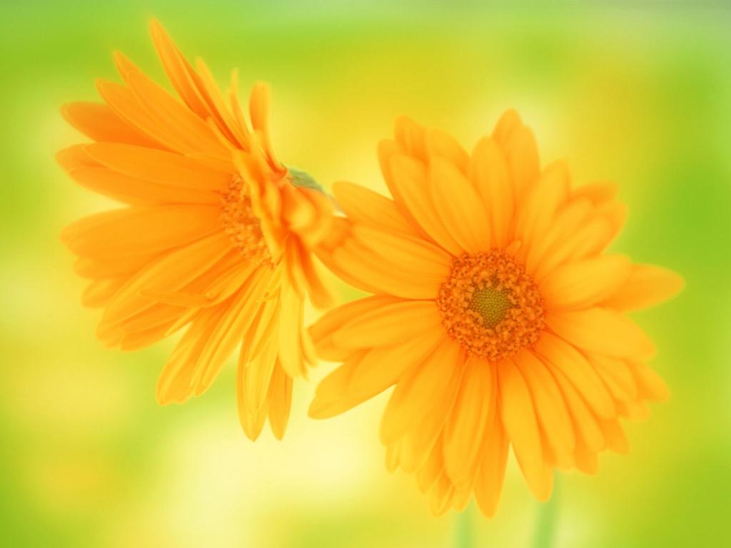 五颜六色鲜菊花
