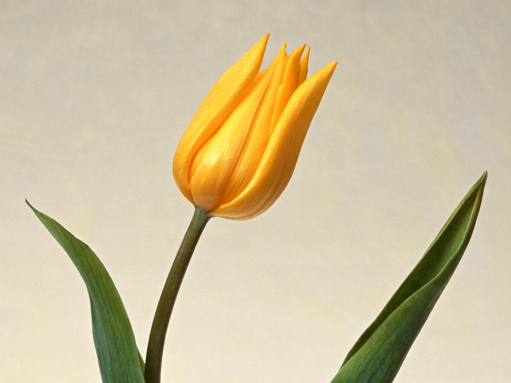 香气扑鼻鲜玫瑰花