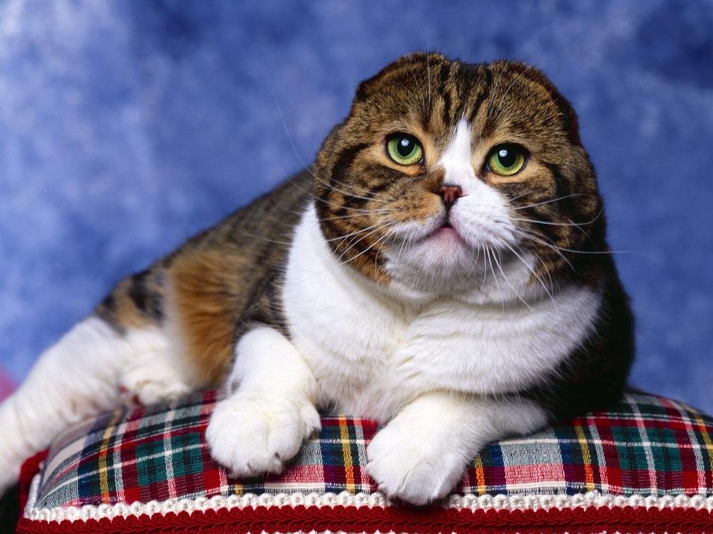 圣诞夜猫咪写真