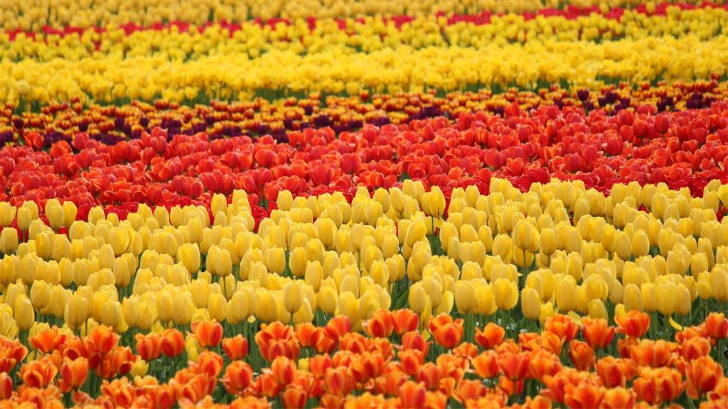 优雅高贵郁金香