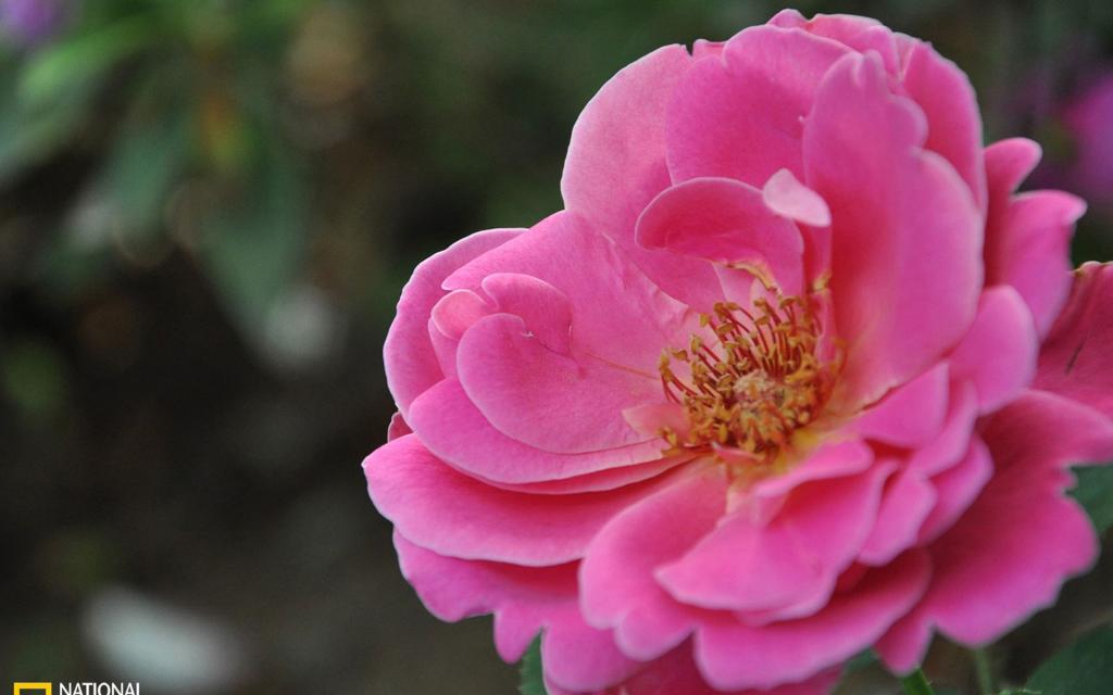 曼佗罗花(山茶花)图片