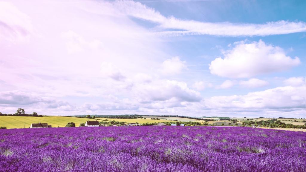 薰衣草花海