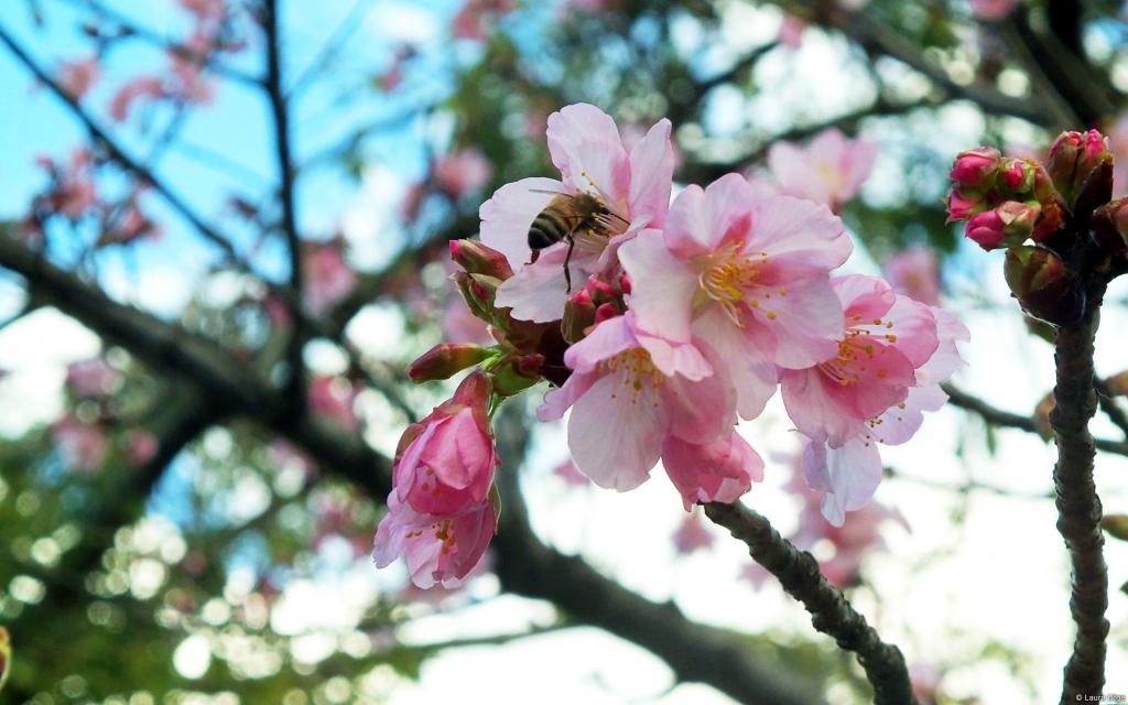 春天里各色各样的小昆虫