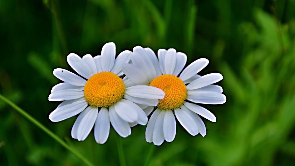 清新的玛格丽特花