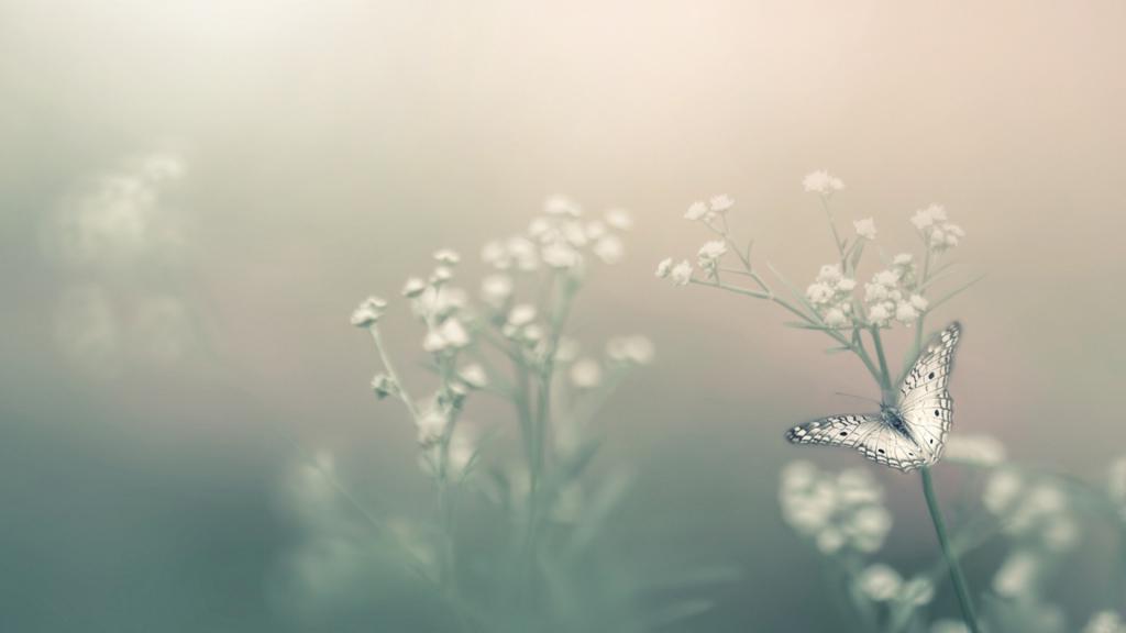 蝴蝶唯美梦幻写真