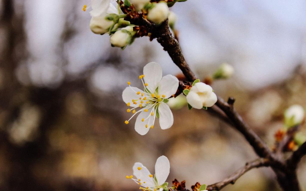 清新唯美的白梅花
