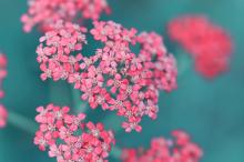 清新迷人的ppt背景图