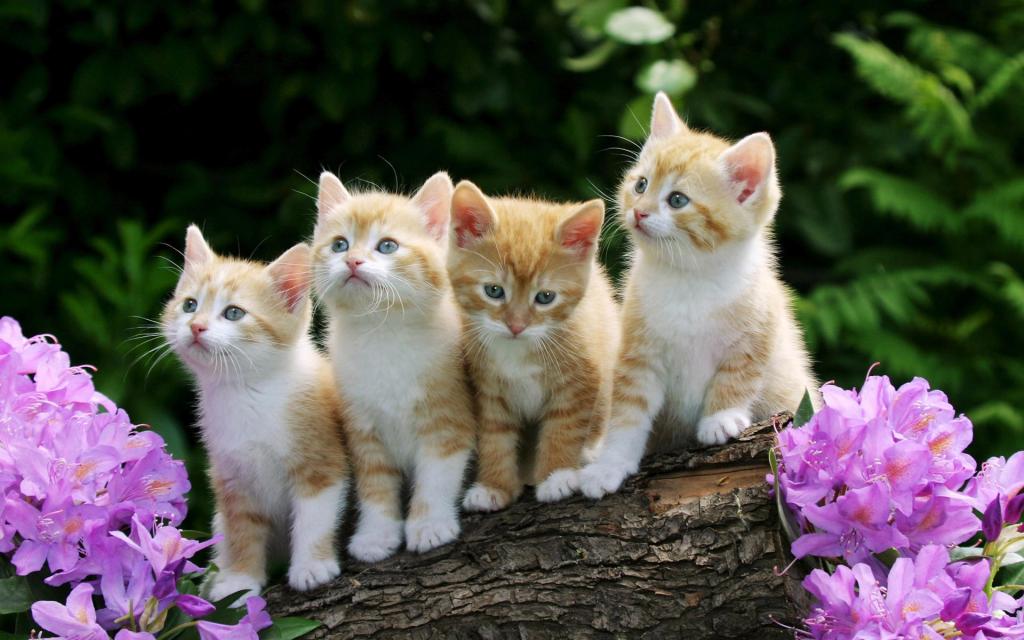 宽屏白色猫咪
