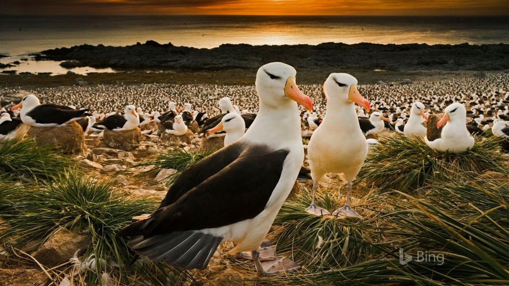 2018年Bing官方主题风景