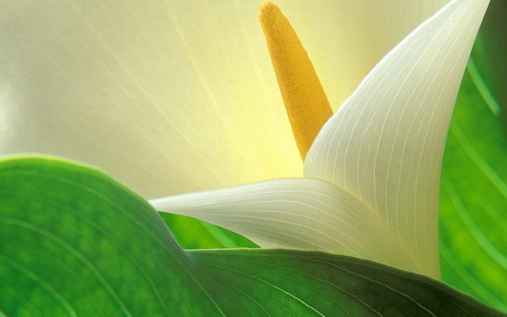 纯洁清新柔美的海芋花语