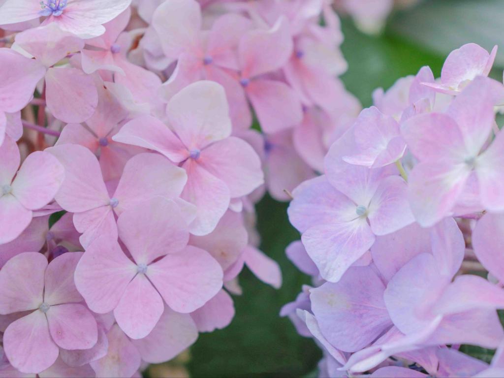 清新唯美绣球花