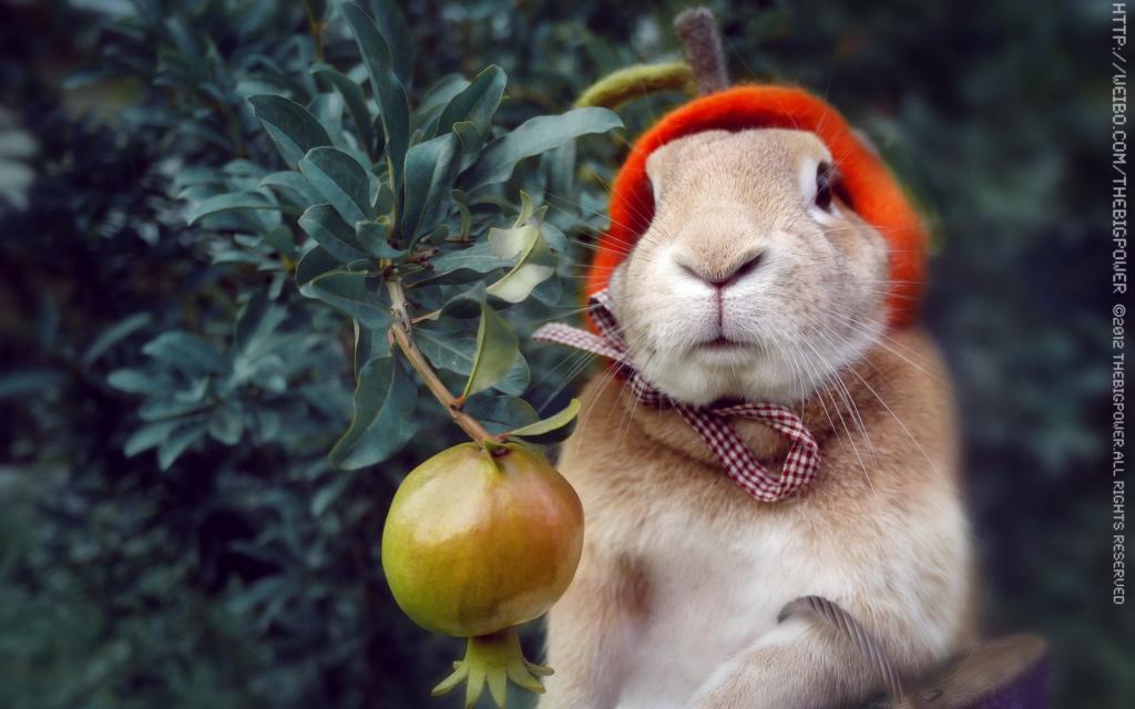 可爱兔子史大力图片