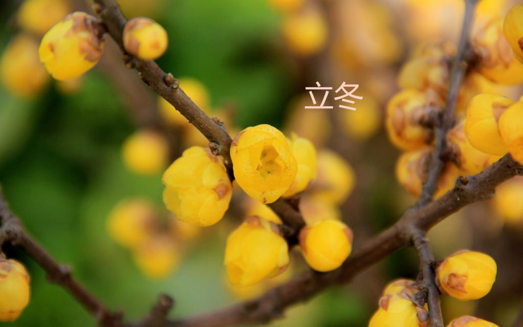 腊梅在冬天盛开