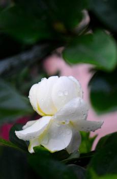 唯美清新栀子花